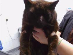Shelter Stray Male Cat last seen CHARLOTTE, Charlotte, NC 28217