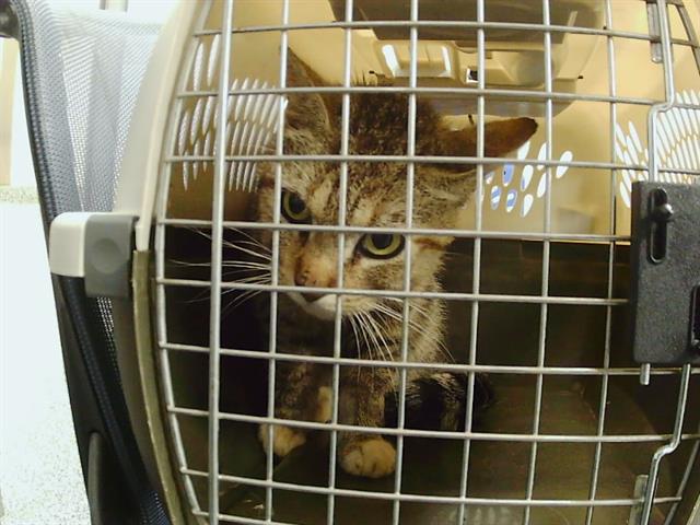 Shelter Stray Male Cat last seen CHARLOTTE, 8315 Byrum Dr, Charlotte, NC 28217, USA