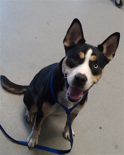 Shelter Stray Female Dog last seen Near BLOCK STANYAN/ KEZAR DR, San Francisco, CA 94103