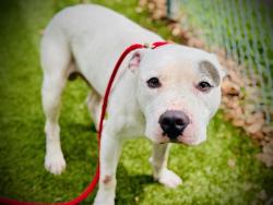 Shelter Stray Male Dog last seen , Orlando, FL 32839