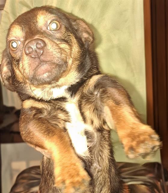 Shelter Stray Male Dog last seen MAVERICK CLIMB, San Antonio, TX 78227