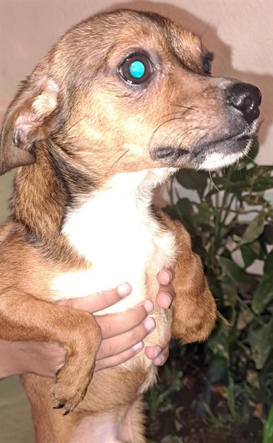 Shelter Stray Male Dog last seen MAVERICK CLIMB, San Antonio, TX 78227