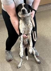 Shelter Stray Female Dog last seen Near BLOCK ROSEBANK CT, Watterson Park, KY 40218