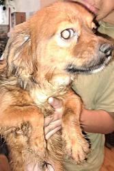 Shelter Stray Male Dog last seen MAVERICK CLIMB, San Antonio, TX 78227