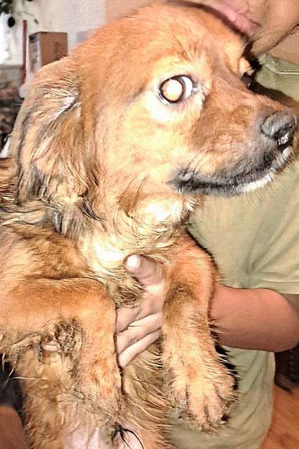 Shelter Stray Male Dog last seen MAVERICK CLIMB, San Antonio, TX 78227