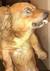 Shelter Stray Male Dog last seen MAVERICK CLIMB, San Antonio, TX 78227
