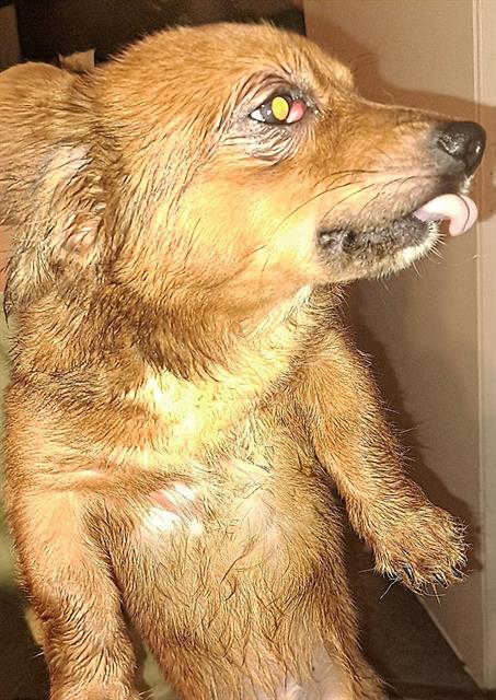 Shelter Stray Male Dog last seen MAVERICK CLIMB, San Antonio, TX 78227