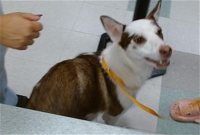 Shelter Stray Female Dog last seen BETWEEN 4310 NW 10TH AND 4220 NW 10TH, Oklahoma City, OK 73129