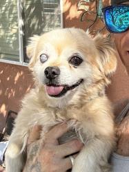 Reunited Male Dog last seen Moon and Constitution, Albuquerque, NM 87112