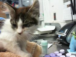 Shelter Stray Male Cat last seen ATRISCO AND CENTRAL, Albuquerque, NM 87112
