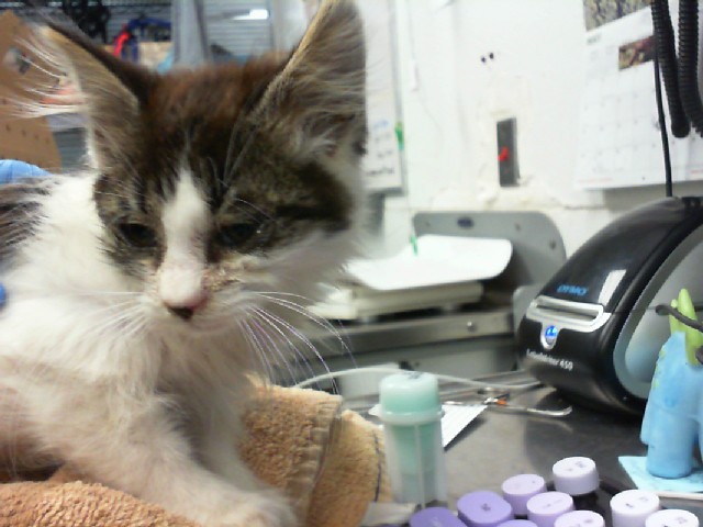 Shelter Stray Male Cat last seen ATRISCO AND CENTRAL, Albuquerque, NM 87112