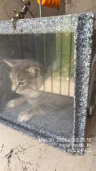 Shelter Stray Male Cat last seen Near , Indianapolis, IN 46221