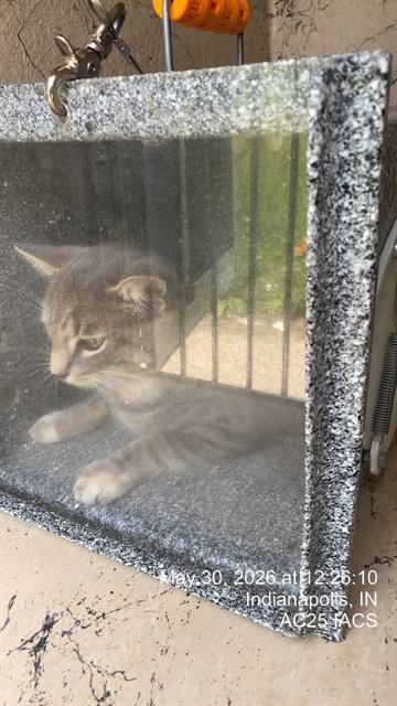 Shelter Stray Male Cat last seen Near , Indianapolis, IN 46221