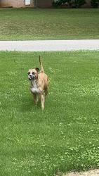 Found/Stray Male Dog last seen Dupont elementary , Chattanooga, TN 37415