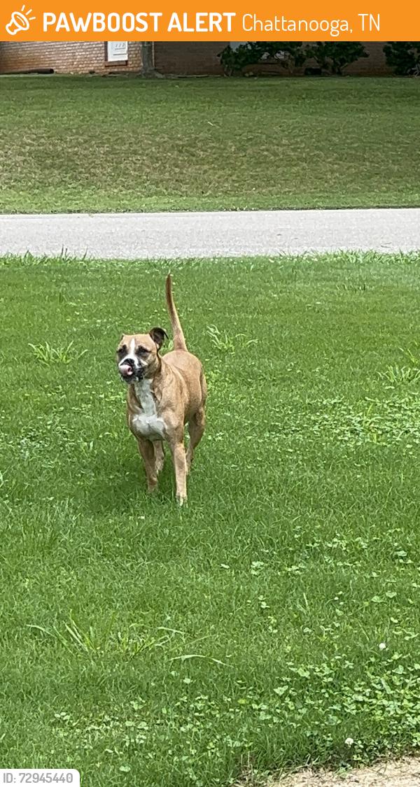 Found/Stray Male Dog last seen Dupont elementary , Chattanooga, TN 37415