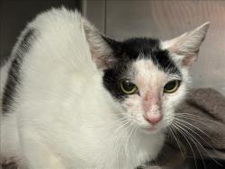 Shelter Stray Female Cat last seen , Chatsworth, CA 91311