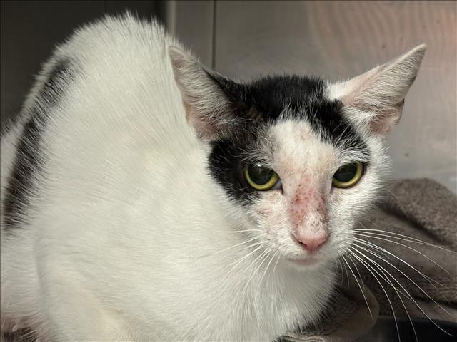 Shelter Stray Female Cat last seen , Chatsworth, CA 91311