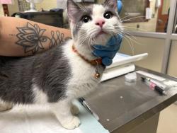 Shelter Stray Female Cat last seen Near BLOCK N 23RD ST, Milwaukee, WI 53215