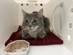 Shelter Stray Female Cat last seen Near BLOCK N 23RD ST, Milwaukee, WI 53215