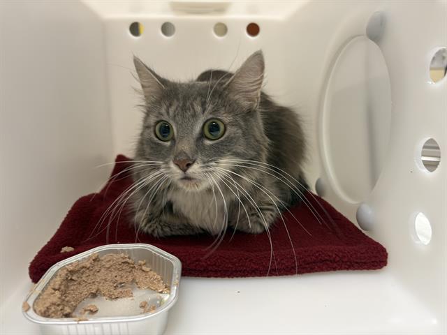 Shelter Stray Female Cat last seen Near BLOCK N 23RD ST, Milwaukee, WI 53215