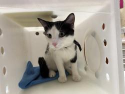 Shelter Stray Female Cat last seen Near BLOCK N 23RD ST, Milwaukee, WI 53215