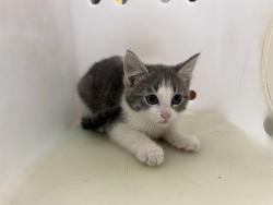 Shelter Stray Male Cat last seen Near BLOCK N 23RD ST, Milwaukee, WI 53215