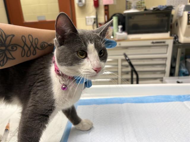 Shelter Stray Female Cat last seen Near BLOCK N 23RD ST, Milwaukee, WI 53215