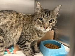 Shelter Stray Male Cat last seen TROPEA AISLE/SANTA YNEZ, 92606, Irvine, CA 92618