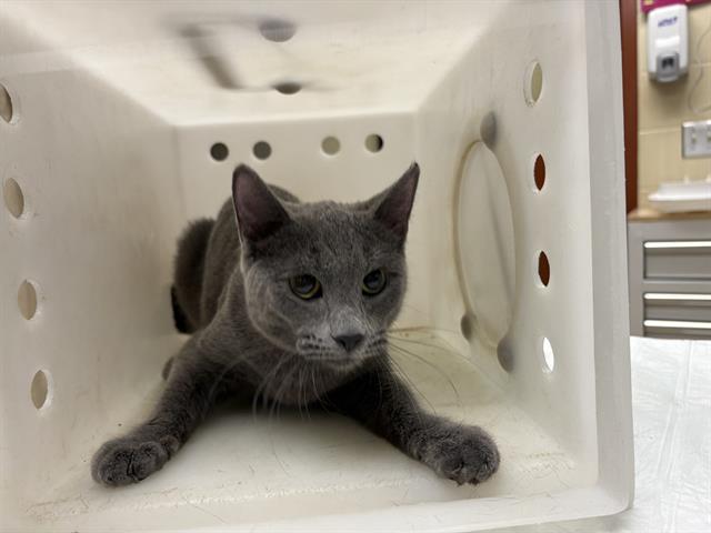 Shelter Stray Female Cat last seen Near BLOCK N 23RD ST, Milwaukee, WI 53215