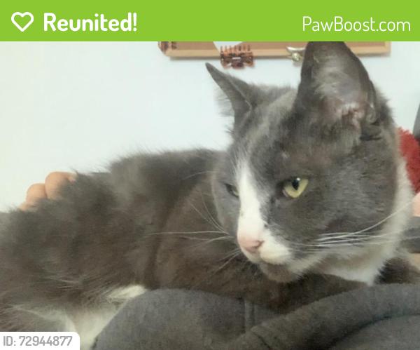Reunited Female Cat last seen Oxney Road Peterborough , Peterborough, England 