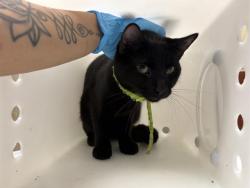 Shelter Stray Male Cat last seen Near BLOCK N 23RD ST, Milwaukee, WI 53215
