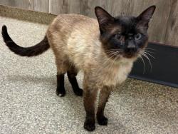 Shelter Stray Male Cat last seen Near BLOCK LONGHORN PT, FOUNTAIN CO 80817, Colorado Springs, CO 80905