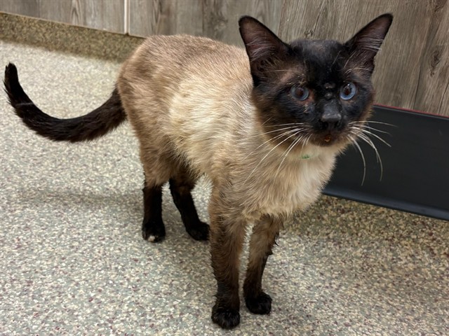 Shelter Stray Male Cat last seen Near BLOCK LONGHORN PT, FOUNTAIN CO 80817, Colorado Springs, CO 80905