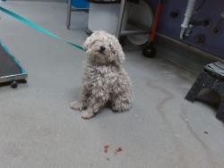 Shelter Stray Male Dog last seen Near BLOCK 61ST NW, Albuquerque, NM 87121