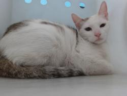Shelter Stray Female Cat last seen Near BLOCK RANCHER RD SW, Albuquerque, NM 87121