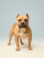 Shelter Stray Male Dog last seen BLANDING, Jacksonville, FL 32204