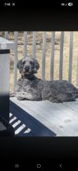 Reunited Male Dog last seen Ray hill brannon road , Horse Shoe, NC 28791