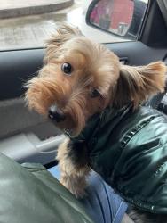 Lost Male Dog last seen 60th and Laflin , Chicago, IL 60636
