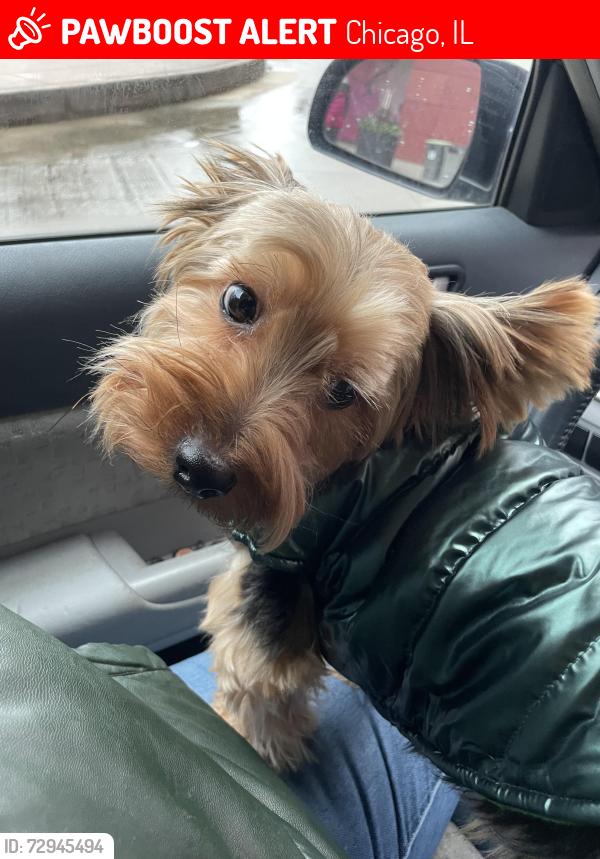 Lost Male Dog last seen 60th and Laflin , Chicago, IL 60636