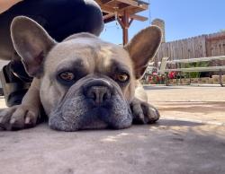 Reunited Female Dog last seen Tully and clevenger, Modesto, CA 95356