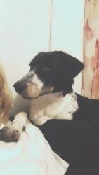 Lost Female Dog last seen Near , Johnson County, TX 76050