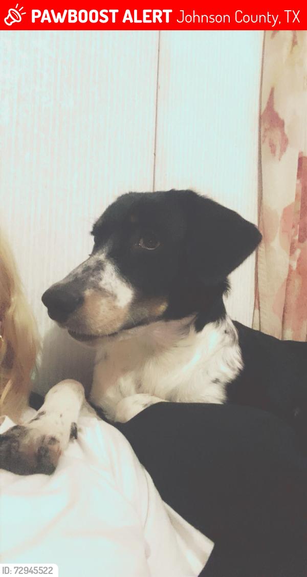 Lost Female Dog last seen Near , Johnson County, TX 76050