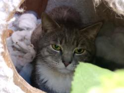 Reunited Male Cat last seen Oak St & 5th Avenue, Coatesville, PA 19320