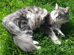 Reunited Male Cat last seen Thorndale, Chicago, IL 60659