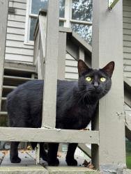 Lost Female Cat last seen Brookwood Dr/ Townsend, Dawsonville, GA 30534