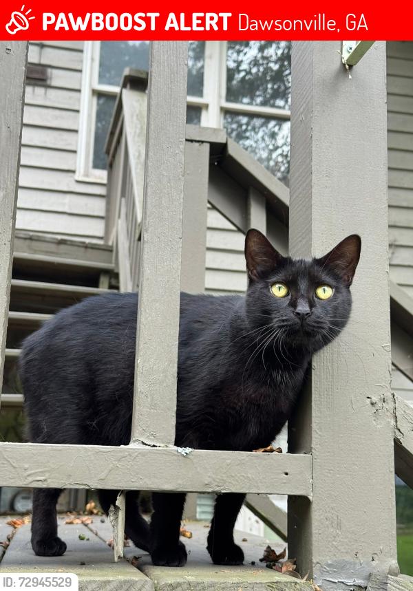 Lost Female Cat last seen Brookwood Dr/ Townsend, Dawsonville, GA 30534