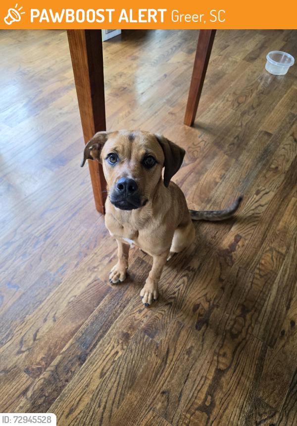 Found/Stray Female Dog last seen Brookdale and Meadowglen, Greer, SC 29651