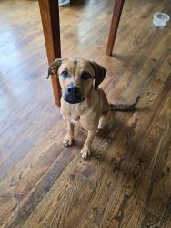 Found/Stray Female Dog last seen Brookdale and Meadowglen, Greer, SC 29651