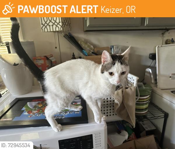 Found/Stray Male Cat last seen Keizer Rapids Park, Keizer, OR 97303