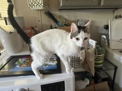Found/Stray Male Cat last seen Keizer Rapids Park, Keizer, OR 97303